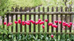 5 Teknik Memperindah Taman