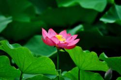 Percantik Kolam Koi Dengan Berbagai Tanaman